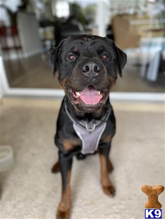a rottweiler dog wearing a scarf