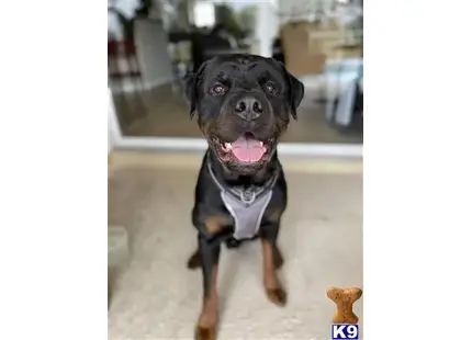 Rottweiler