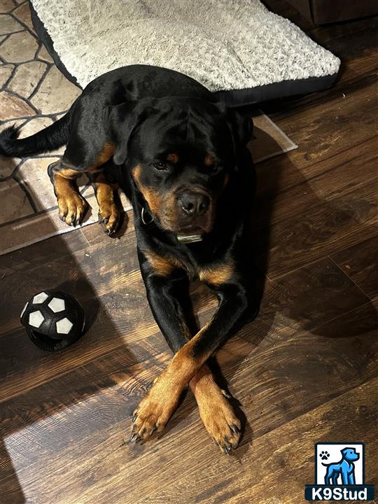 a rottweiler dog lying on the floor
