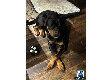 a rottweiler dog lying on the floor