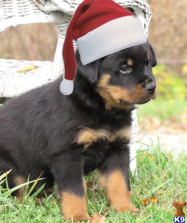 Rottweiler Puppy for Sale Apollo 10 Years old