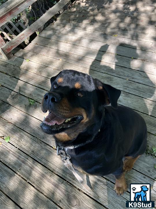a rottweiler dog sitting on a deck