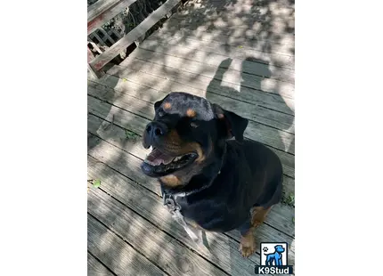 a rottweiler dog sitting on a deck
