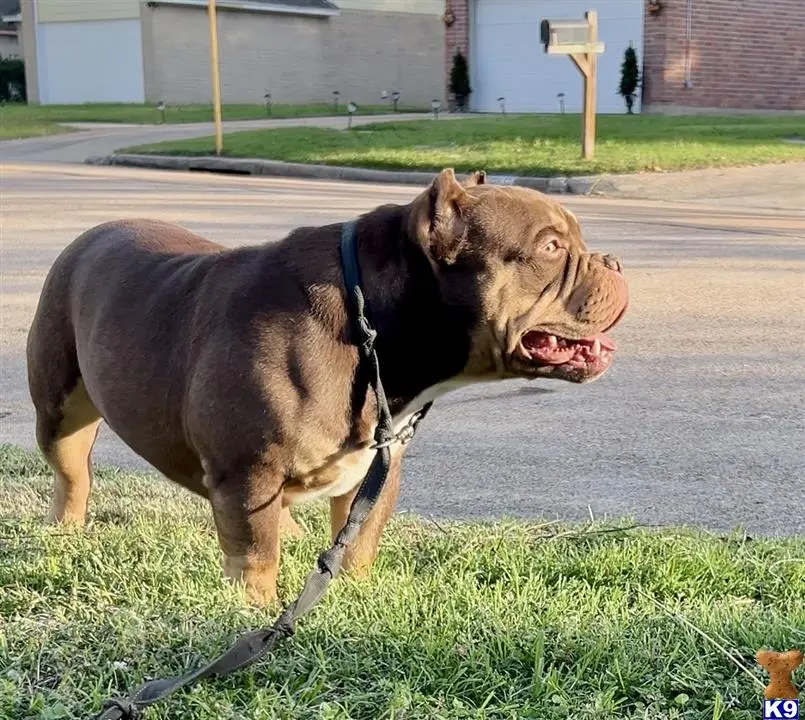 American Bully stud dog