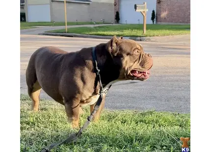 a american bully dog on a leash