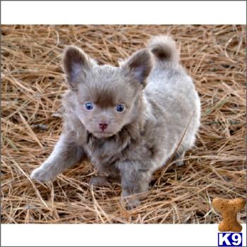 Chihuahua Puppy For Sale Rare Blue Long Haired Chihuahua Puppies