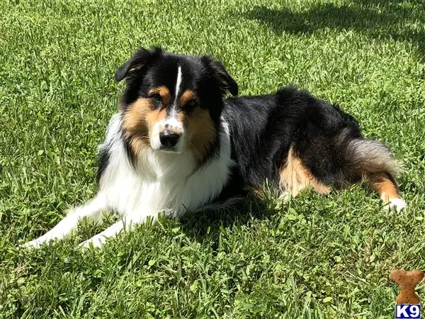 Australian Shepherd stud dog: a australian shepherd dog lying in the grass