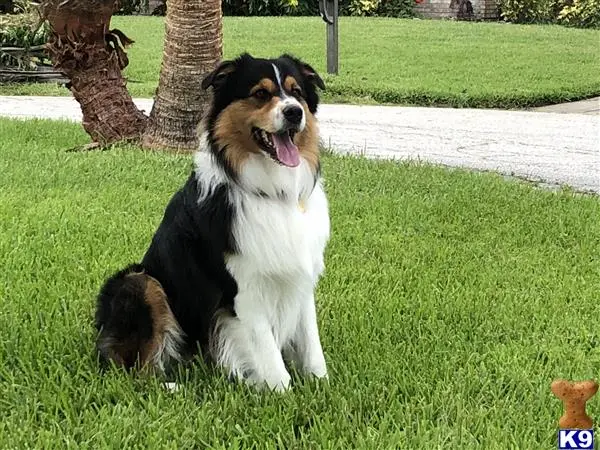 Australian Shepherd stud dog: a australian shepherd dog sitting in the grass