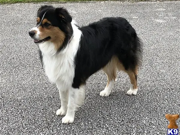 Australian Shepherd stud dog: a australian shepherd dog standing on a road
