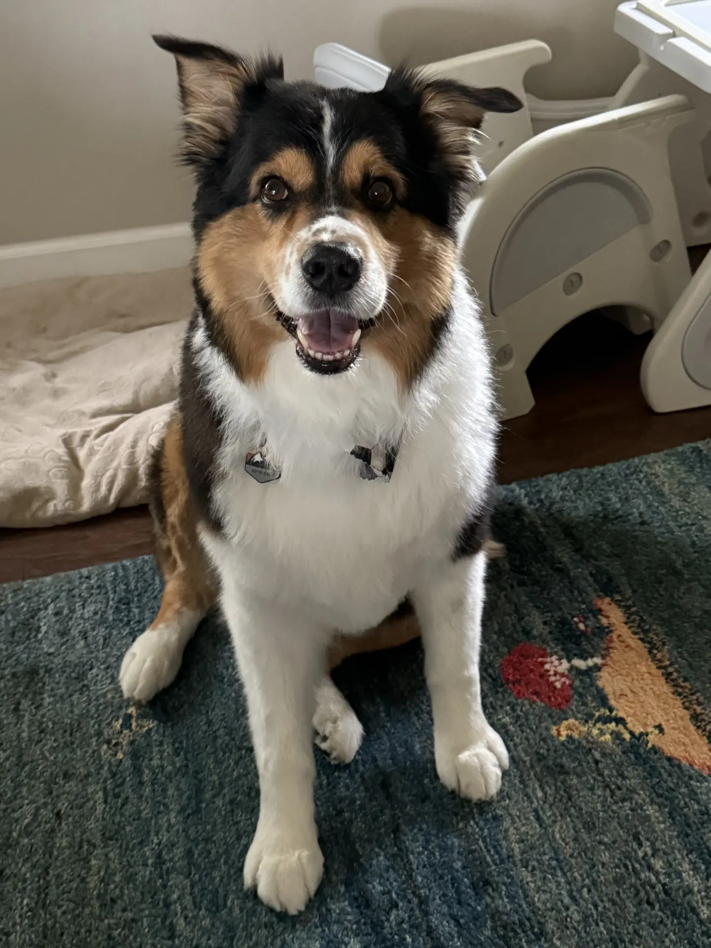 Australian Shepherd stud dog
