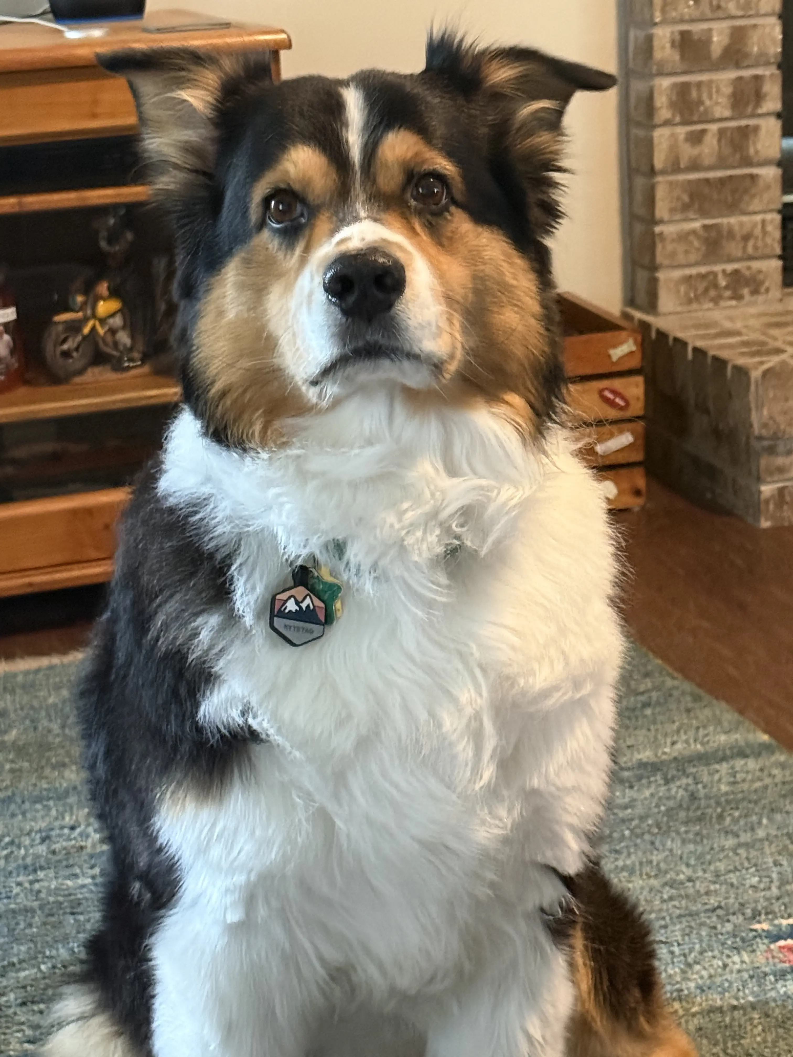 Australian Shepherd stud dog: Black and brown Australian Shepherd sitting on a blue rug indoors