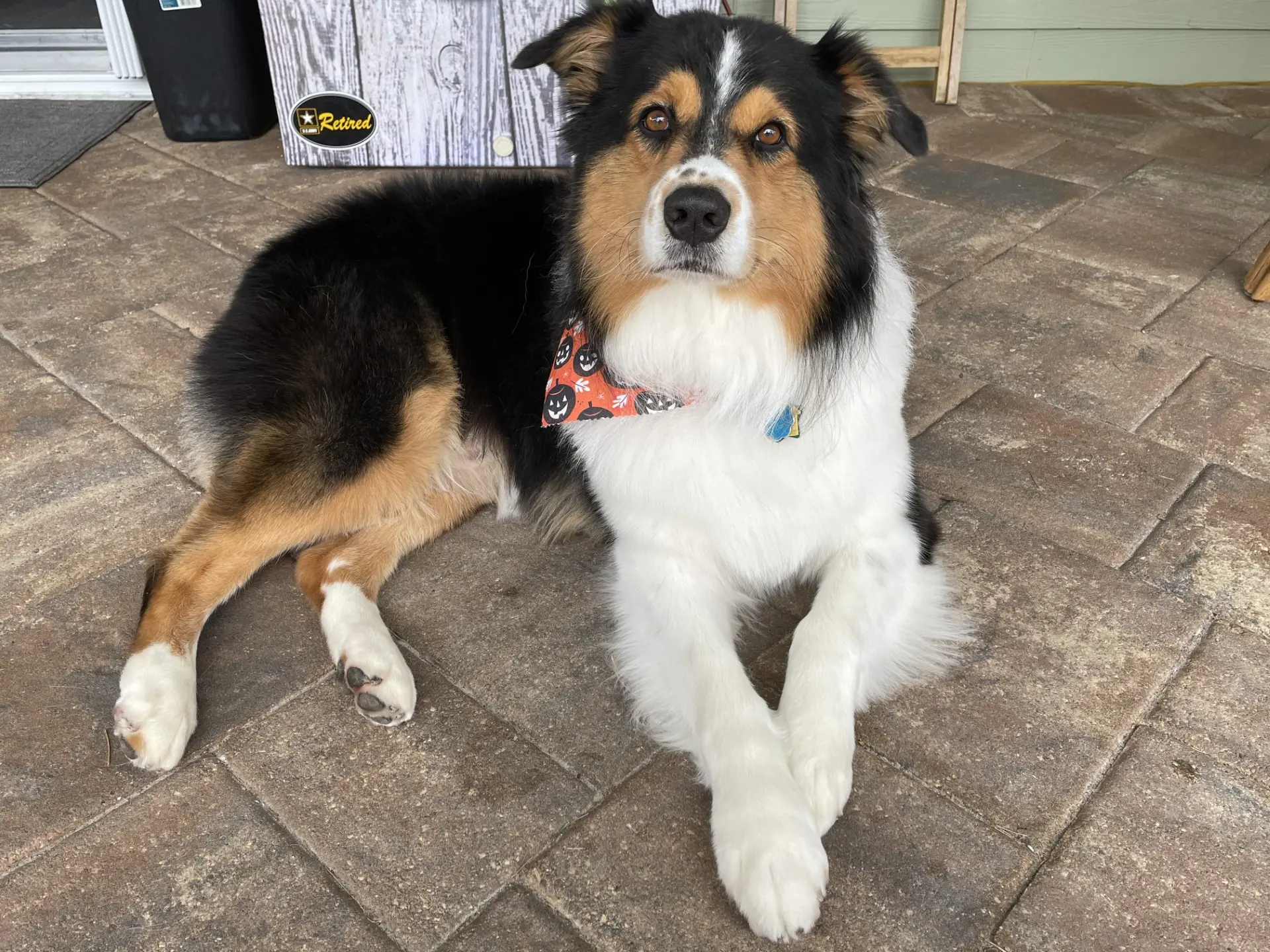 Australian Shepherd stud dog: Black and tan Australian Shepherd wearing a patterned bandana, lying down