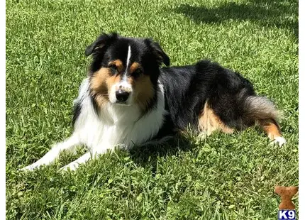 Australian Shepherd stud dog: a australian shepherd dog lying in the grass