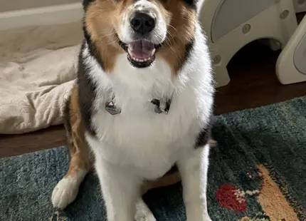 Australian Shepherd stud dog: Tri-color Australian Shepherd sitting on a blue rug, smiling