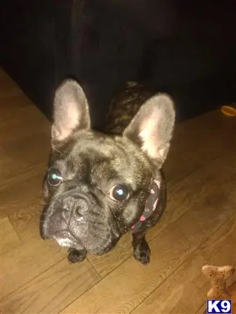 French Bulldog female dog