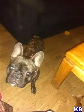 French Bulldog female dog