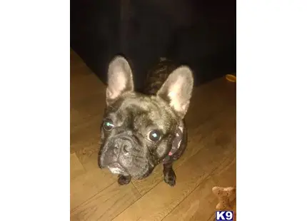 French Bulldog