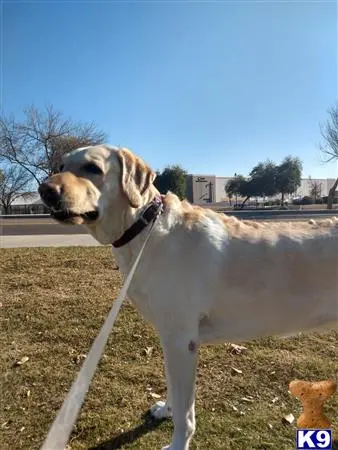 Labrador Retriever female dog