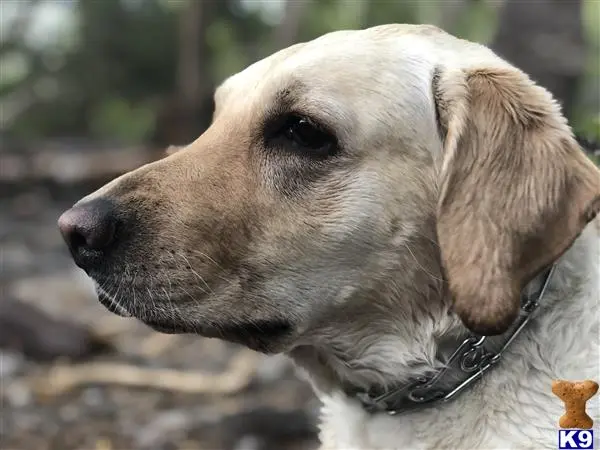 Labrador Retriever female dog