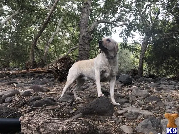 Labrador Retriever female dog