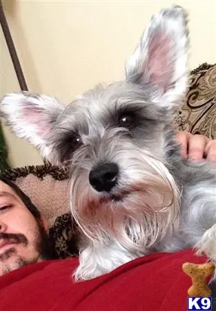 Miniature Schnauzer