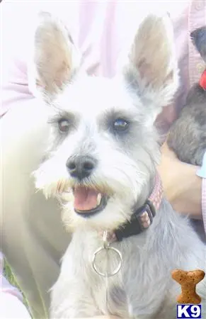 Miniature Schnauzer female dog