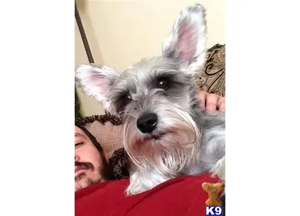 Miniature Schnauzer