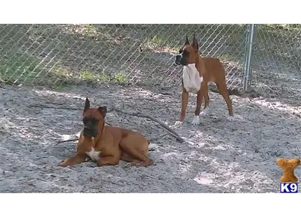 a couple of boxer dogs sitting on the ground