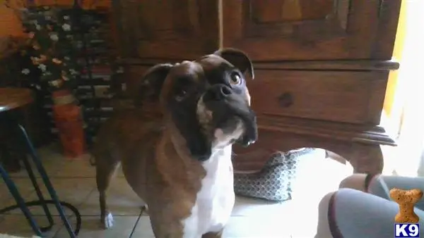 Boxer female dog