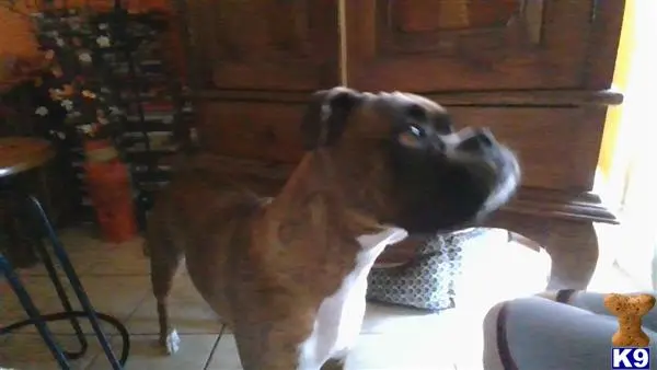 Boxer female dog