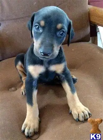 Doberman Pinscher puppy for sale