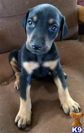 Doberman Pinscher puppy for sale