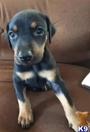 Doberman Pinscher puppy for sale