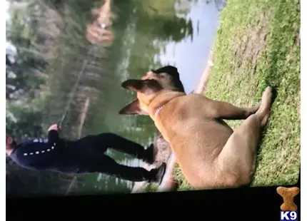 a french bulldog dog and a man in a pool