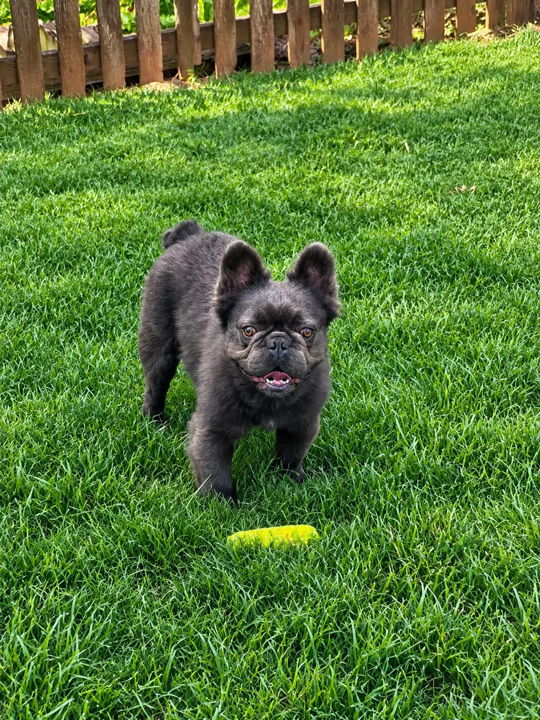 French Bulldog stud dog: Black French Bulldog standing on green grass with a toy