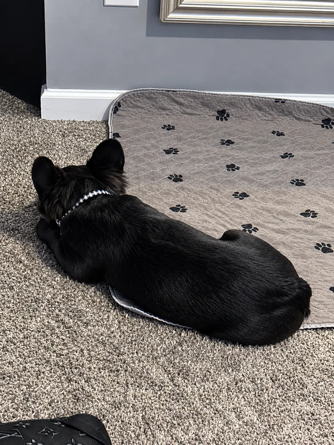 French Bulldog stud dog: Black French Bulldog lying on a paw-print mat
