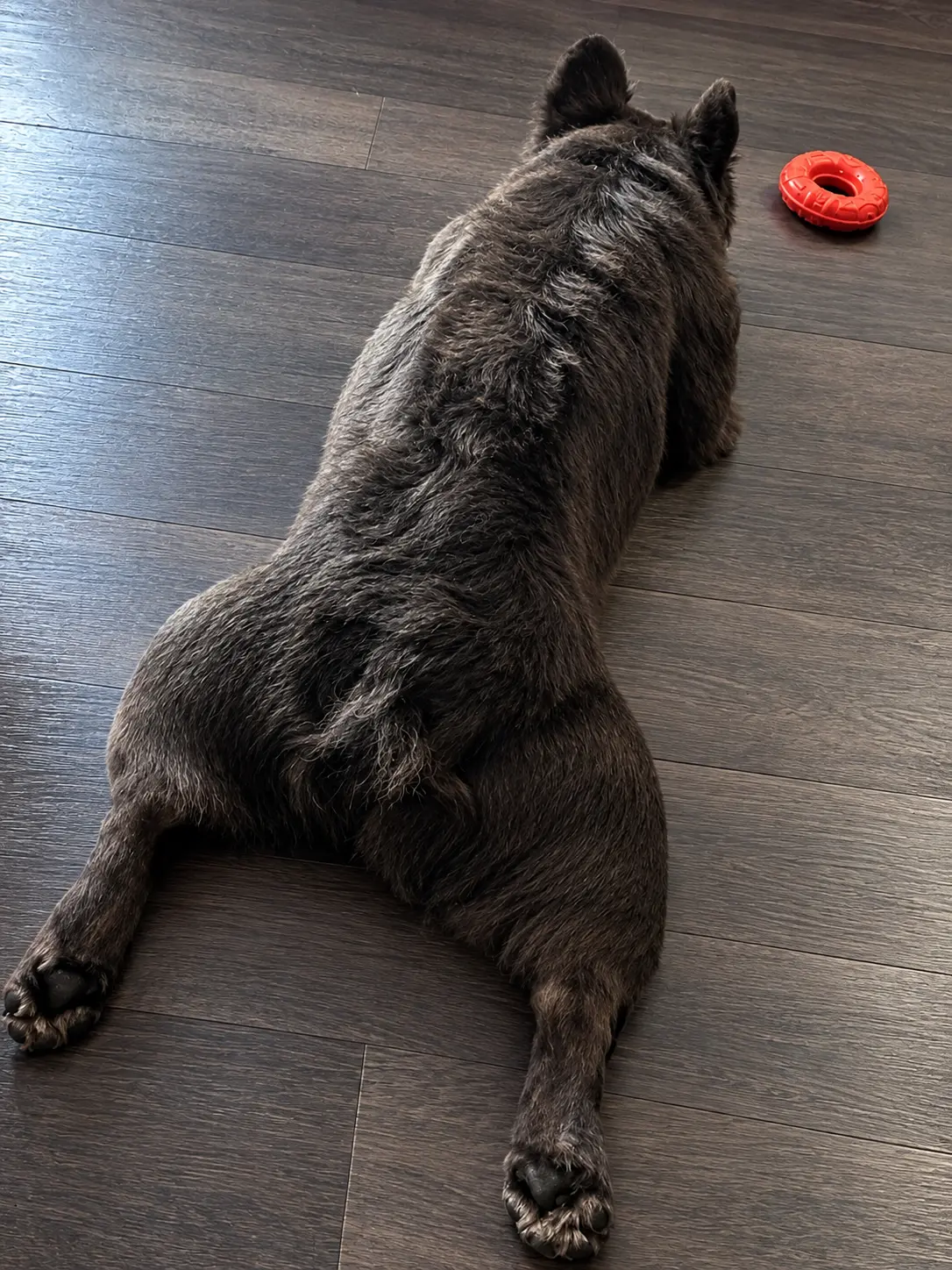 French Bulldog stud dog: Brindle French Bulldog lying on a wooden floor near a toy