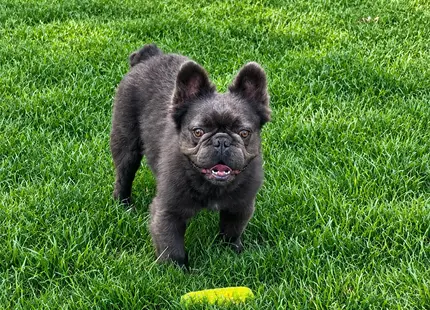 French Bulldog stud dog: Black French Bulldog standing on green grass with a toy
