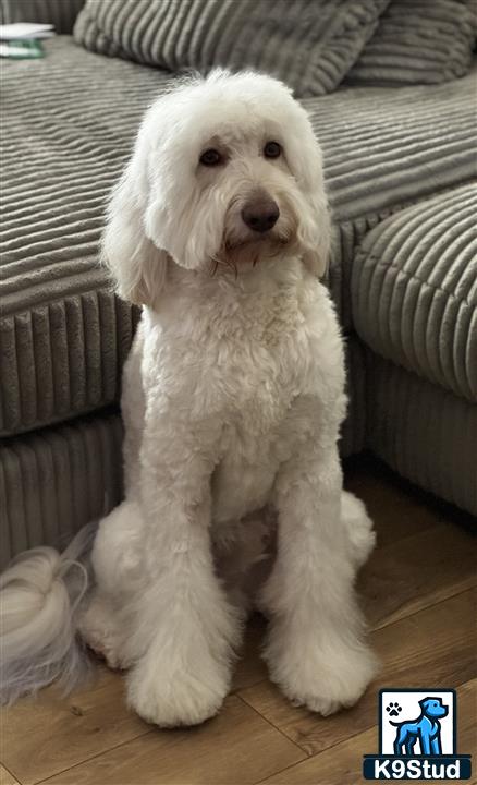 a white goldendoodles dog sitting on a wood floor