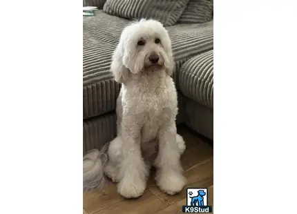 a white goldendoodles dog sitting on a wood floor