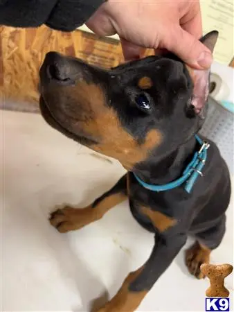 Doberman Pinscher puppy for sale