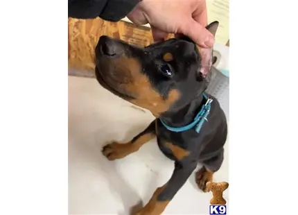 Doberman Pinscher