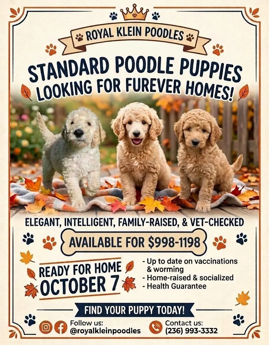 Poodle puppy for sale: Three fluffy Poodle puppies sitting on colorful autumn leaves