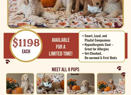 Poodle puppy for sale: Five fluffy cream-colored Poodle puppies sitting among pumpkins