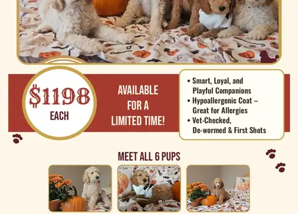 Poodle puppy for sale: Five cream-colored Poodle puppies sitting among pumpkins indoors