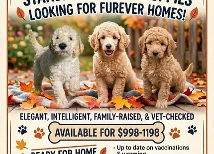 Poodle puppy for sale: Three fluffy Poodle puppies sitting on colorful autumn leaves