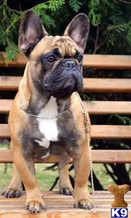 French Bulldog stud dog