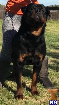 Rottweiler stud dog