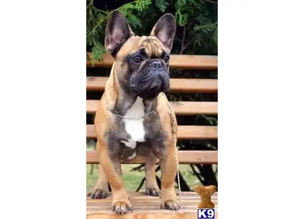a french bulldog dog sitting on a bench