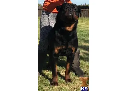 Rottweiler